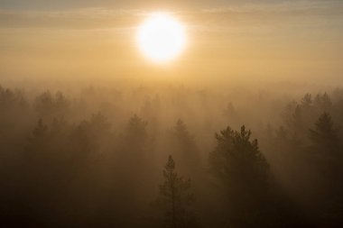 Güneş sis kaplı ormanda doğuyor. Güneş ışınları düşük görünürlük ile siste