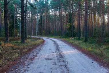 doğal güneş ışık ışınları yaz sabah ıslak yapraklar üzerinde yağmur damlaları ile ağaç dalları ile parlayan