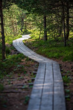 Bataklık orman turist iz yeşil güneşli yaz gün dalgalı ahşap foothpath