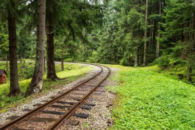 ıslak yeşil orman dalgalı günlük demiryolu parça ile Slovakya Orava içinde taze çayır