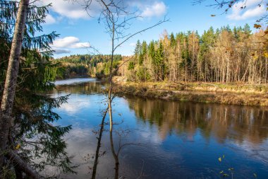 mavi gökyüzü ve bulutlar Gauja Letonya Nehri'nin sakin suda sonbaharda yansıtan. nehir kıyısında yürümek. sonbahar günü temizleyin. geniş açılı görünüş