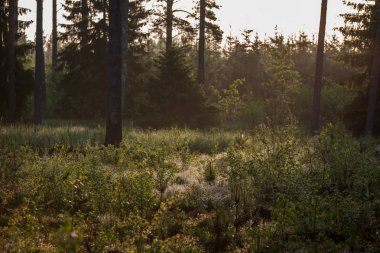 Güneş sis kaplı ormanda doğuyor. Güneş ışınları düşük görünürlük ile siste