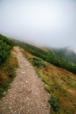 Slovakça Tatra Dağları'nda bulutların üzerinde yürüme. sisli sonbahar sabahı turistik rotalar taşlarla işaretlenmiş