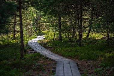 Bataklık orman turist iz yeşil güneşli yaz gün dalgalı ahşap foothpath