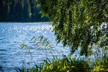 mavi su taze yeşil ağaç yaprakları arka plan bulanıklık. tasarım kapakları için renkli kuvvetler