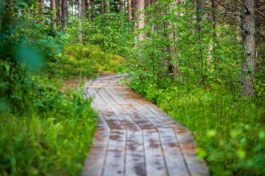 Bataklık orman turist iz yeşil güneşli yaz gün dalgalı ahşap foothpath