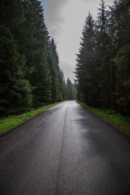 Ormandaki ağaçlar ve beyaz çizgiler ile ıslak yüzey kaplama sis ile dağ bölgesinde dalgalı asfalt yol. Slovakya