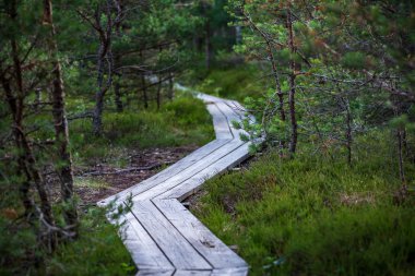 Bataklık orman turist iz yeşil güneşli yaz gün dalgalı ahşap foothpath
