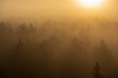 Güneş sis kaplı ormanda doğuyor. Güneş ışınları düşük görünürlük ile siste