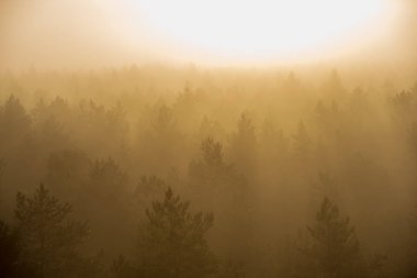Güneş sis kaplı ormanda doğuyor. Güneş ışınları düşük görünürlük ile siste