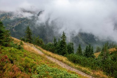 Slovakça Tatra Dağları'nda bulutların üzerinde yürüme. sisli sonbahar sabahı turistik rotalar taşlarla işaretlenmiş