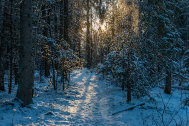 Güneş ağır karla kaplı ormanda doğuyor. Frost'un üzerinde parlayan ışık ilk ışınları ağaç dalları ve geniş manzara boyama buzlu
