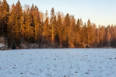 Güneş ağır karla kaplı ormanda doğuyor. Frost'un üzerinde parlayan ışık ilk ışınları ağaç dalları ve geniş manzara boyama buzlu