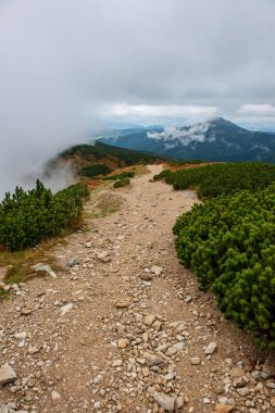 Slovakça Tatra Dağları'nda bulutların üzerinde yürüme. sisli sonbahar sabahı turistik rotalar taşlarla işaretlenmiş