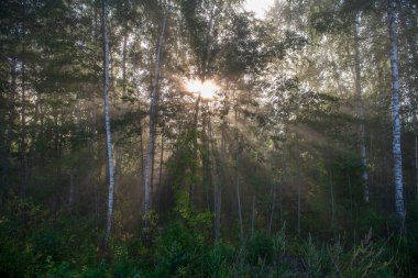 doğal güneş ışık ışınları yaz sabah ıslak yapraklar üzerinde yağmur damlaları ile ağaç dalları ile parlayan