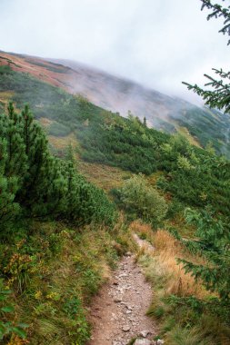 Slovakça Tatra Dağları'nda bulutların üzerinde yürüme. sisli sonbahar sabahı turistik rotalar taşlarla işaretlenmiş