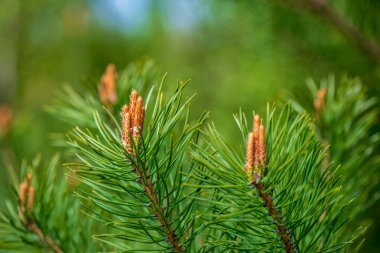 çam ağacı çiçekleri düğmeleri kapatın. Baharda çiçek açan ağaçlar