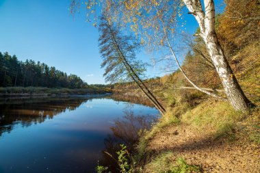 mavi gökyüzü ve bulutlar Gauja Letonya Nehri'nin sakin suda sonbaharda yansıtan. nehir kıyısında yürümek. sonbahar günü temizleyin. geniş açılı görünüş