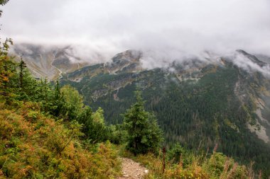 Slovakça Tatra Dağları'nda bulutların üzerinde yürüme. sisli sonbahar sabahı turistik rotalar taşlarla işaretlenmiş