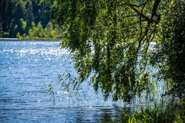 mavi su taze yeşil ağaç yaprakları arka plan bulanıklık. tasarım kapakları için renkli kuvvetler