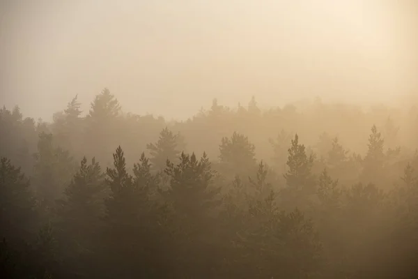 Sol Saliendo Bosque Cubierto Niebla Rayos Sol Niebla Con Baja — Foto de Stock