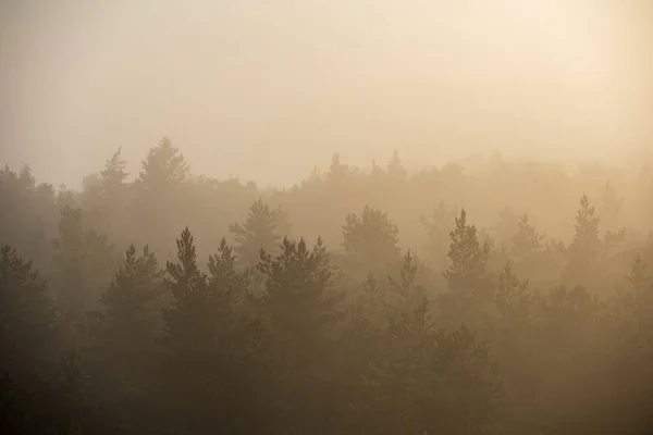 Sonnenaufgang Nebelbedeckten Wald Sonnenstrahlen Nebel Bei Schlechter Sicht — Stockfoto