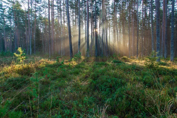 Naturalnego Słońca Promienie Światła Wpadające Przez Gałęzie Drzew Letni Poranek — Zdjęcie stockowe