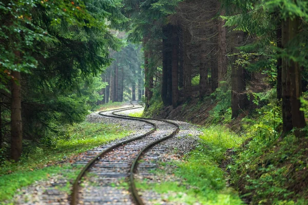 Κυματιστή Καταγραφής Σιδηροδρομικών Τροχιών Στην Υγρή Πράσινο Δάσος Φρέσκο Λιβάδια — Φωτογραφία Αρχείου