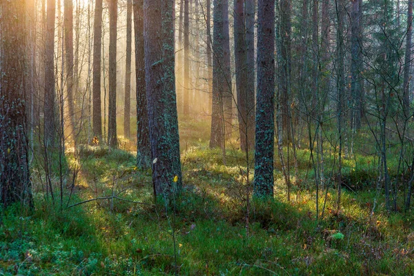 Lumière Naturelle Soleil Brille Travers Les Branches Des Arbres Matin — Photo