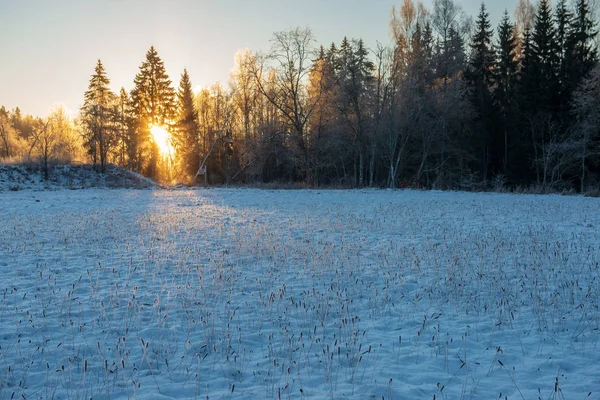 sun rising in heavy snow covered forest. first rays of light shining on frost iced tree branches and coloring vast landscape