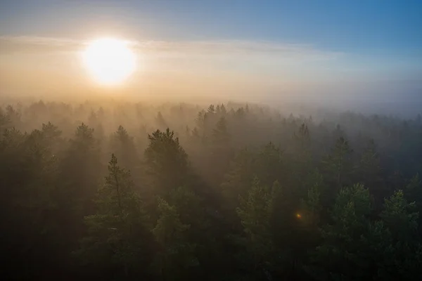 sun rising in mist covered forest. sun rays in fog with low visibility