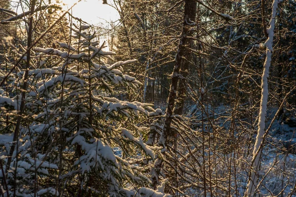 Ήλιο Ανατέλλει Στο Δάσος Βαρύ Χιόνι Που Καλύπτει Πρώτες Ακτίνες — Φωτογραφία Αρχείου