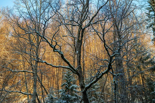 Солнце Встает Заснеженном Лесу Первые Лучи Света Сияющие Ветвях Ледяных — стоковое фото