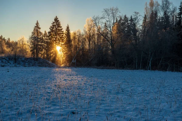 Sun Rising Heavy Snow Covered Forest First Rays Light Shining — Stock Photo, Image