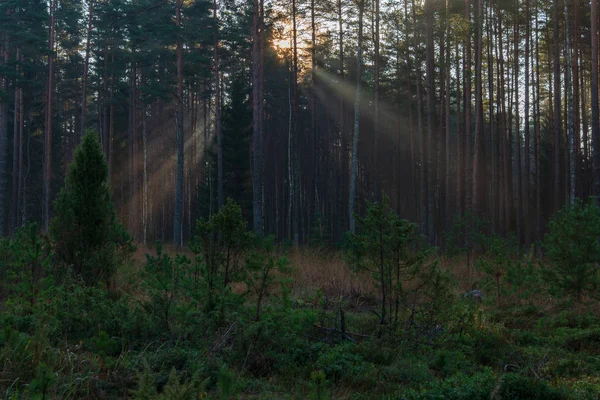 Naturalnego Słońca Promienie Światła Wpadające Przez Gałęzie Drzew Letni Poranek — Zdjęcie stockowe