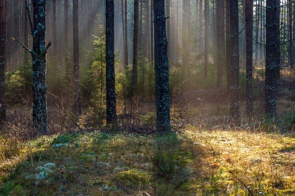 Rayos Luz Natural Del Sol Que Brillan Través Las Ramas —  Fotos de Stock