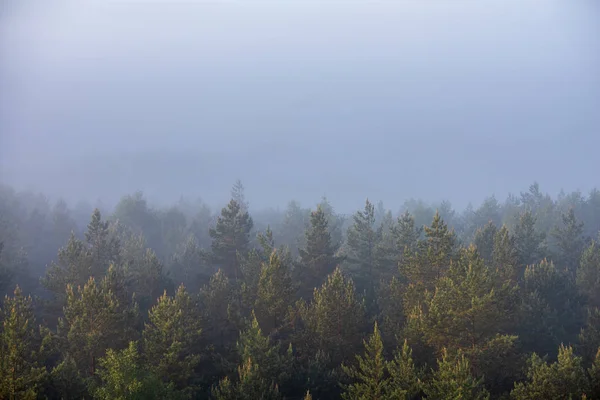 Sol Nascendo Neblina Floresta Coberta Raios Solares Nevoeiro Com Baixa — Fotografia de Stock
