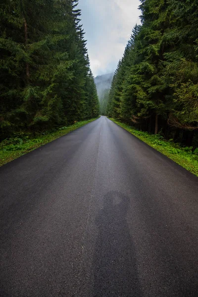 Wavy Asphalt Road Mountain Area Forest Fog Covering Trees Wet — Stock Photo, Image