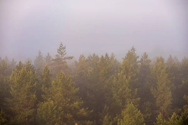 Sole Che Sorge Nella Foresta Coperta Nebbia Raggi Solari Nella — Foto Stock