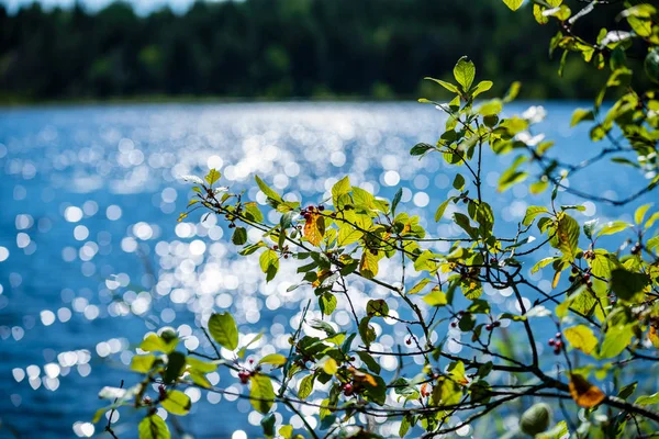 Feuilles Arbre Vert Frais Sur Fond Bleu Flou Eau Patern — Photo