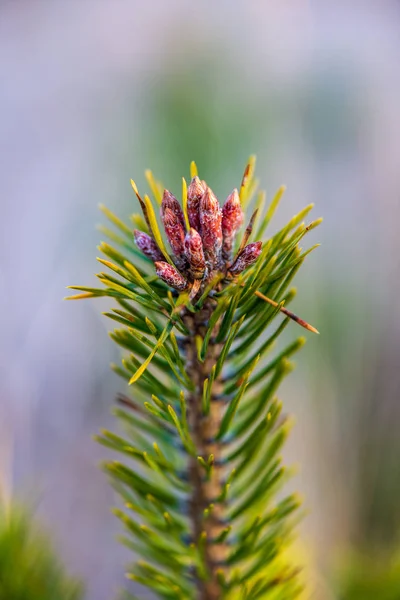 Pine Tree Květy Tlačítka Zblízka Stromy Kvetoucí Jaře — Stock fotografie