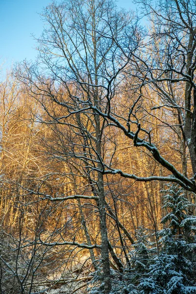 Sonne Dichten Schneebedeckten Wald Erste Lichtstrahlen Die Auf Frostvereiste Äste — Stockfoto
