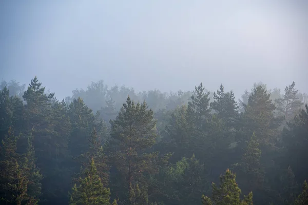 Sonnenaufgang Nebelbedeckten Wald Sonnenstrahlen Nebel Bei Schlechter Sicht — Stockfoto