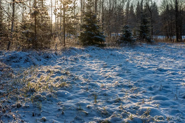 Solen Stiger Tunga Snötäckta Skogen Första Strålar Ljus Som Skiner — Stockfoto