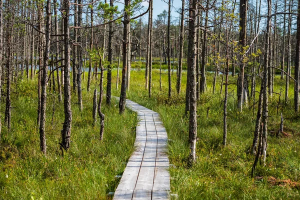 wavy wooden foothpath in swamp forest tourist trail in green sunny summer day