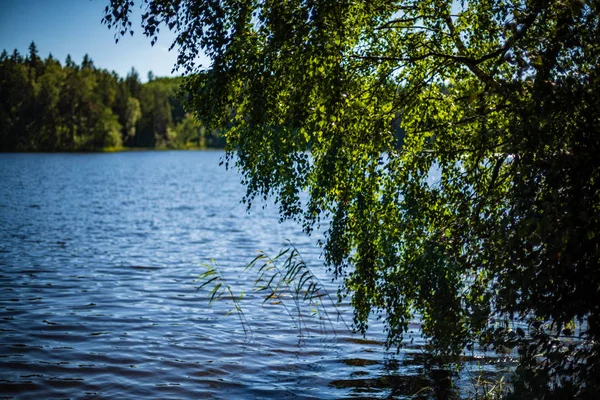 Färska Gröna Blad Blått Vatten Oskärpa Bakgrund Färgglada Faderskap För — Stockfoto