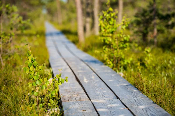 Faliste Foothpath Drewniane Bagnie Lasu Szlak Turystyczny Zielony Słoneczny Letni — Zdjęcie stockowe