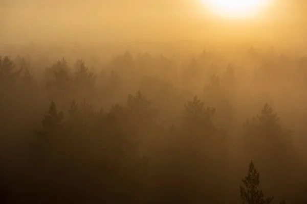 霧覆われた森に昇る 低視認性と霧の中の太陽光線 — ストック写真