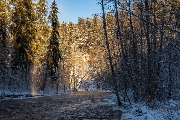 Sol Saliendo Bosque Cubierto Nieve Pesada Primeros Rayos Luz Brillando — Foto de Stock
