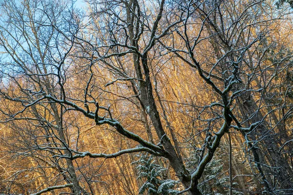 Solen Stiger Tunga Snötäckta Skogen Första Strålar Ljus Som Skiner — Stockfoto
